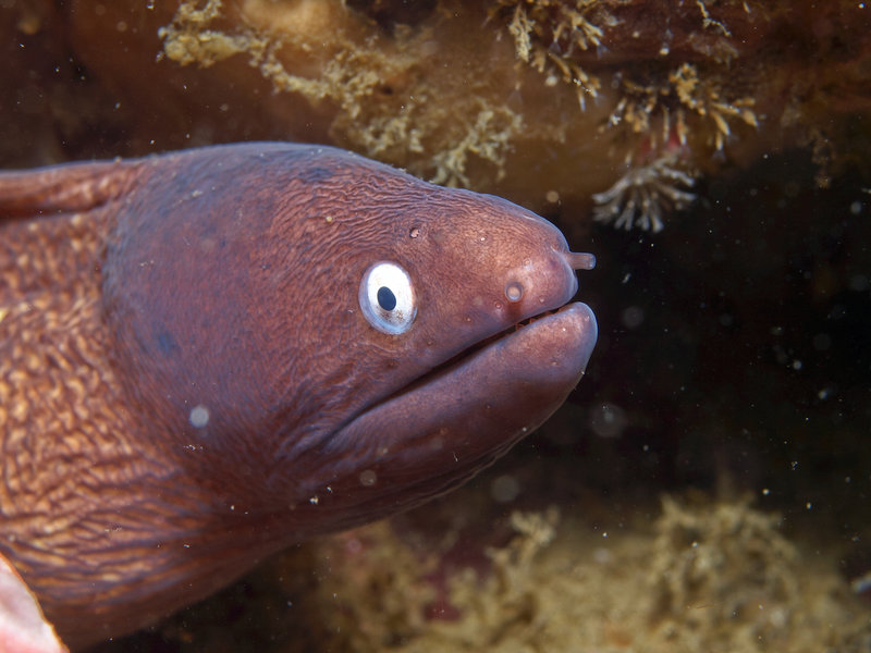 White Eyed Moray Eel, Nudibranch City